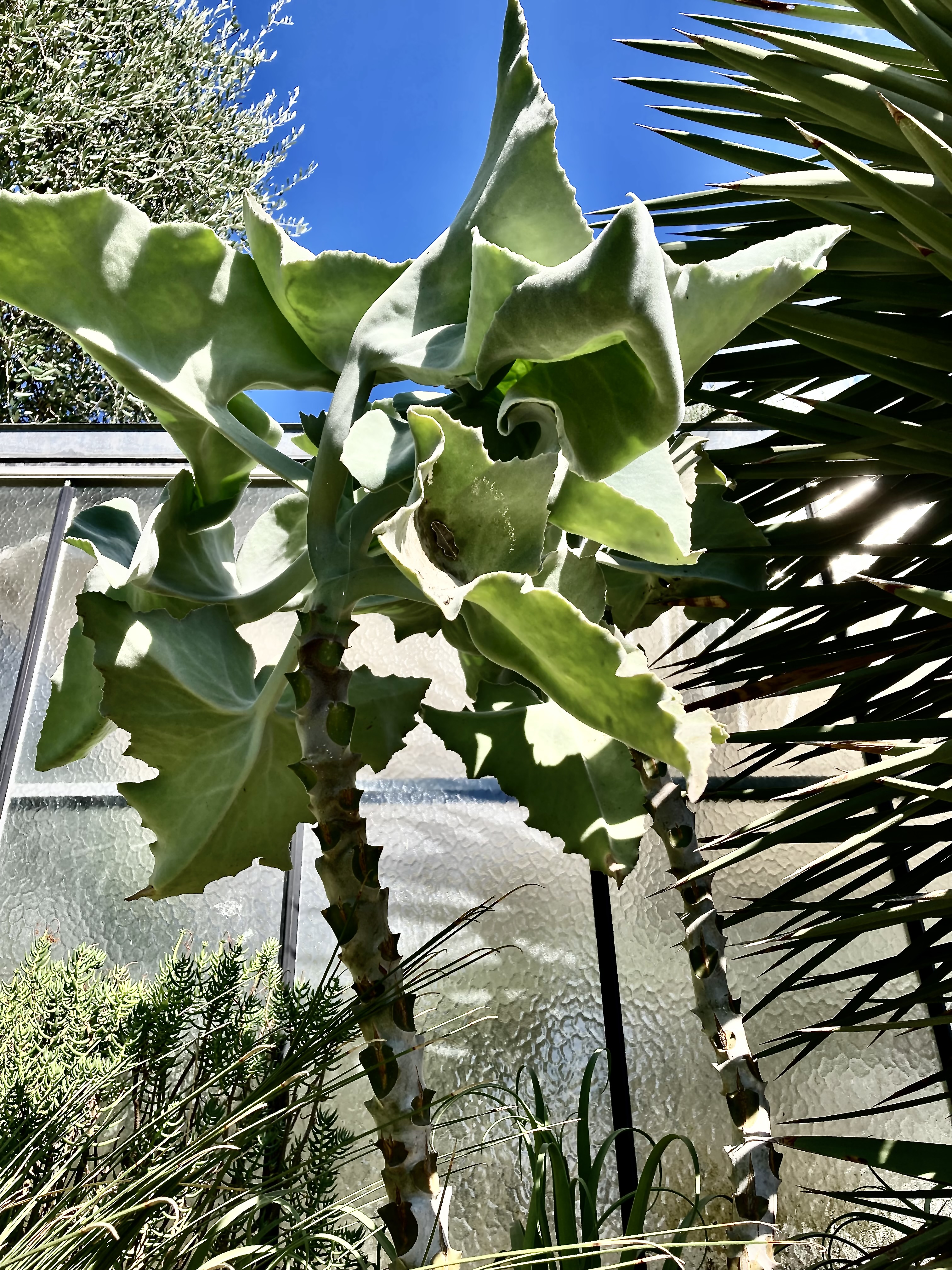 Napoleon's hat plant